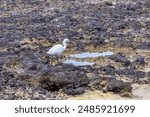 White bird standing on a rocky shore. Egret standing on rocky coast near the ocean