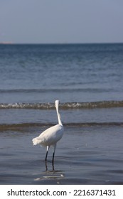 A White Bird Stands In The Sea Foraging For Food.