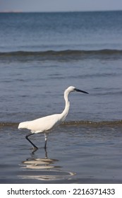 A White Bird Stands In The Sea Foraging For Food.