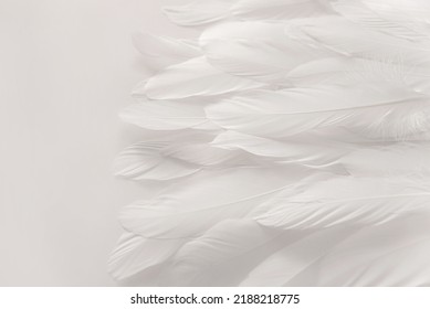 White Bird Wing, Soft Feathers Closeup, High Detail. Abstract Light Background. Feathers Texture. Photo For Design