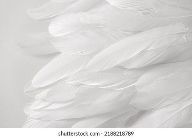 White bird wing, soft feathers closeup, high detail. Abstract light background. Feathers texture. Photo for design
