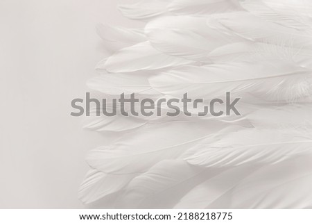 White bird wing, soft feathers closeup, high detail. Abstract light background. Feathers texture. Photo for design
