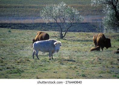 White Bison, White Clouds, Sacred Buffalo, National Buffalo Museum, Jamestown, SD