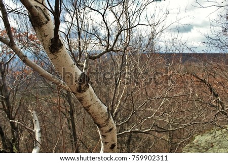 White bitch tree