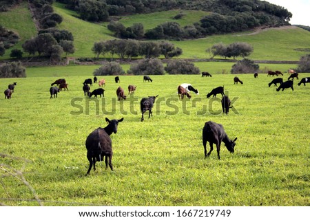 White, black and brown goats in green field with olive trees and grass, goat in the foreground peeing.