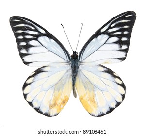 White And Black Butterfly On  Isolated  White Background