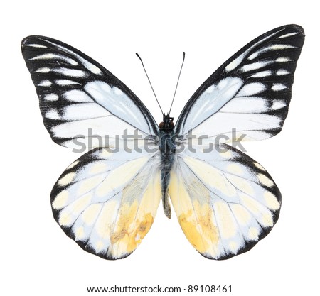 White and black butterfly on  isolated  white background