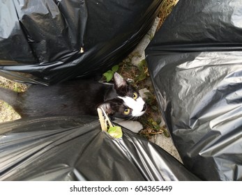 White and black cat with garbage bags - Powered by Shutterstock