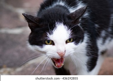 White And Black Cat Ready To Attack While Looking At You And Roaring