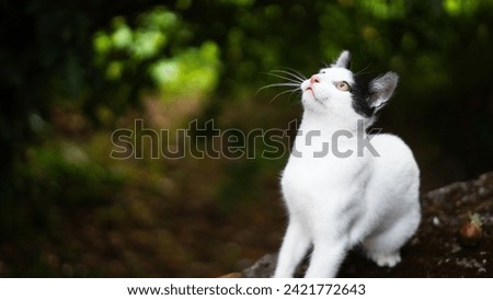 white and black cat ready to attack while looking up and roaring
