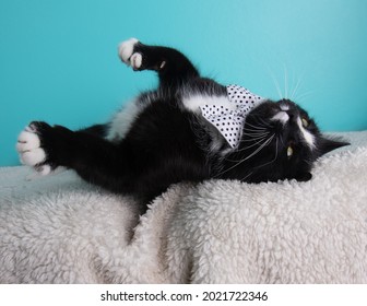 White and black cat wearing polka dot bow tie rolling around on blue background