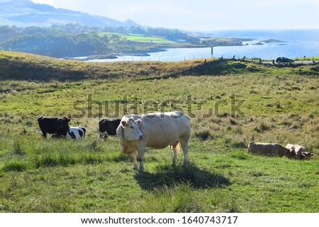 White and black cows graze in a meadow against the background of hills by the sea. Rennesoy, Rogaland, Norway Сток-фото © 