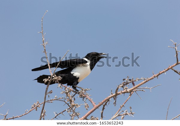 A white and black crow in\
Namibia