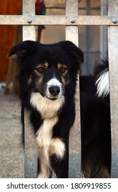 White And Black Dog Behind Metal Bars Outdoors No People