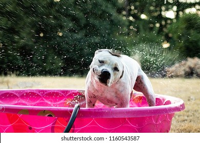 A White And Black Dog In A Pink Kiddie Pool Outside Shaking Off Water. Action Shot. Trees In The Background. Puppy Staying Cool During Summer Heat.