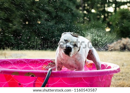 A white and black dog in a pink kiddie pool outside shaking off water. Action shot. Trees in the background. Puppy staying cool during summer heat.