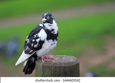 White And Black Dove Sitting In Half Cut Tree