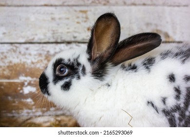 White And Black Hare Sitting Against Wooden Wall. Poor Animal To Experiment, Testing Cosmetics On Animals. Domestic Rodent On Eco Farm. Cute Sad Bunny Cooped Up Like A Prisoner. Animal In Contact Zoo.