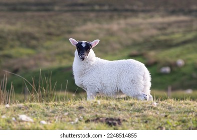 White and black headed lamb in a green field pasture on the Isle of Skye in the Highlands, Scotland