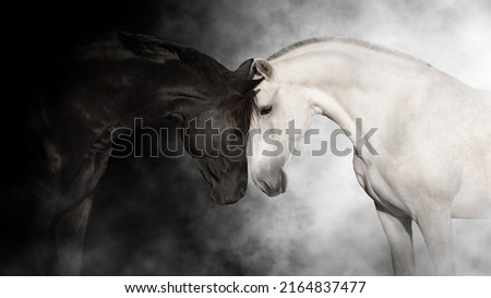 White and black horse close up portrait