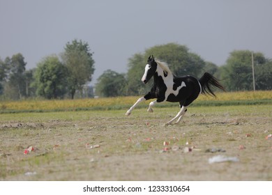 white and black horse galloping - Shutterstock ID 1233310654