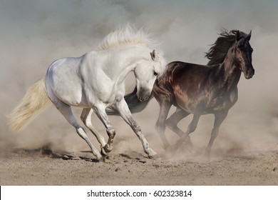 White And Black Horses Run Gallop In Dust