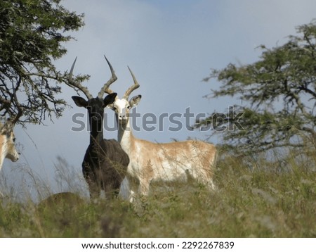 White and black impala in South Africa