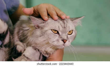 White, Black, Persian Cat, Sitting On The Lap Of The Owner.