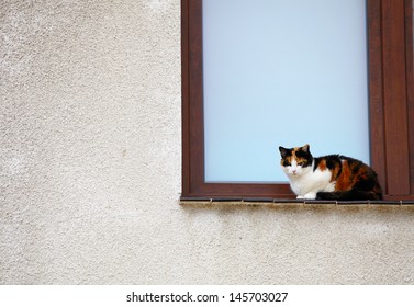 White Black Red Cat On The Window Sill