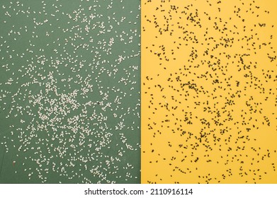 White And Black Sesame Seeds Scattered On A Colored Background