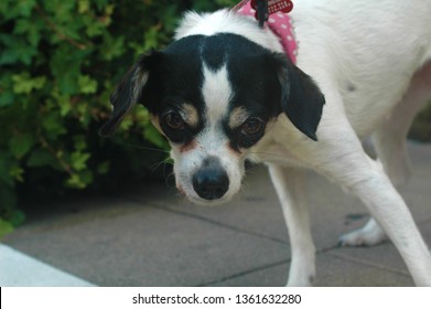 Short Haired Dog Images Stock Photos Vectors Shutterstock