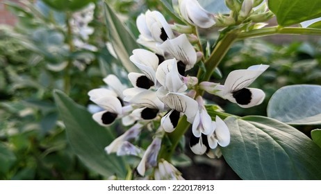 White With Black Spot Flowers Of Broad Bean Or Fava Bean Or Faba Bean Or Field Bean (Vicia Faba) 