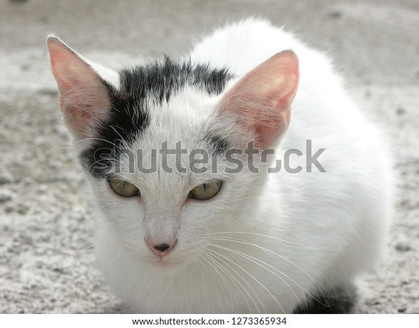 black spotted cat