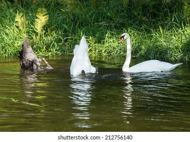 White and black swans diving for food