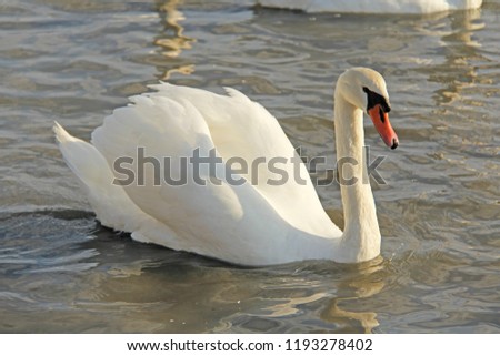 White and black swans swim in the lake in summer or autumn. Beautiful white swans.