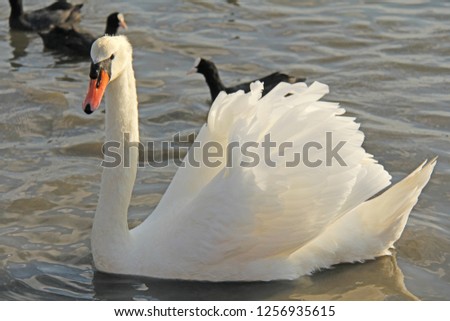 White and black swans swim in the lake in summer or autumn. Beautiful white swans.