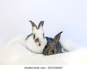 White And Black Two Baby Rabbits Resting In Towel On White Background