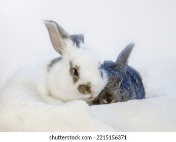 White And Black Two Baby Rabbits Resting In Towel On White Background