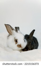 White And Black Two Baby Rabbits Resting In Towel On White Background