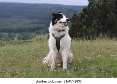 A White And Black Yakutian Laika