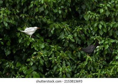 White blackbird together with blackbird are perched on a tree