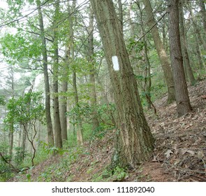 White Blaze On The Appalachian Trail. Pennsylvania