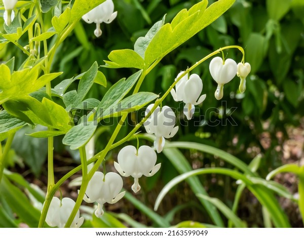 White bleeding heart (Dicentra spectabilis)\
\'Alba\' with divided, light green foliage and arching sprays of pure\
white, heart-shaped flowers with protruding white petals, which\
dangle above the foliage