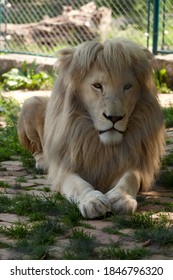 Chat Ombre Lion Images Photos Et Images Vectorielles De Stock Shutterstock