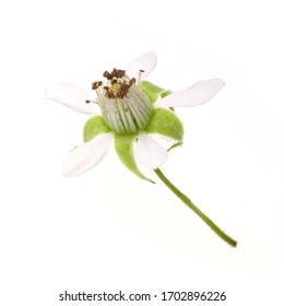 white bloom of raspberry isolated on white background