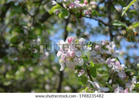 white blooming apple tree in spring