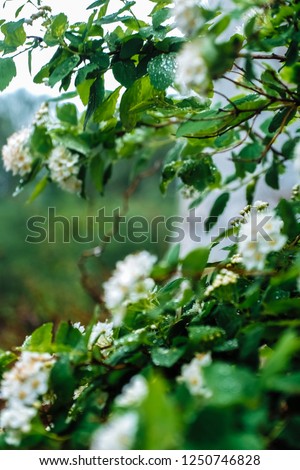 White blooming bird flowers on a background of green trees. Spring summer gardening concept