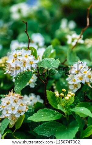 White blooming bird flowers on a background of green trees. Spring summer gardening concept