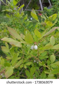 White Blooming Canadian Blueberry In The Spring. Vaccinium Myrtilloides.