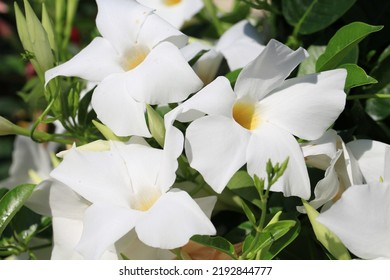 890 Dipladenia color Images, Stock Photos & Vectors | Shutterstock